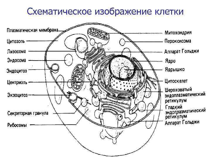 Схематическое изображение клетки 