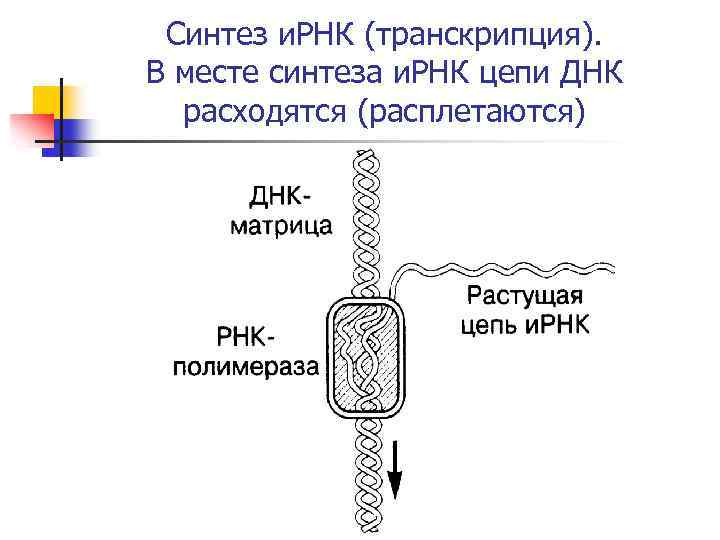 Синтез и. РНК (транскрипция). В месте синтеза и. РНК цепи ДНК расходятся (расплетаются) 