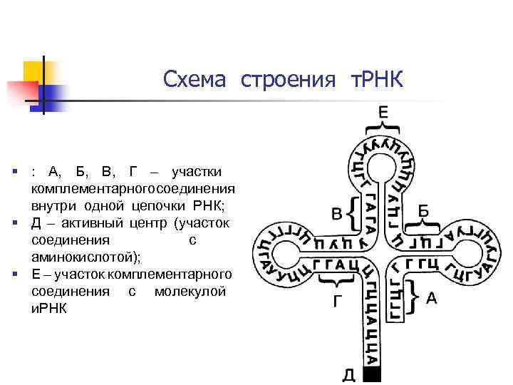 Схема т рнк