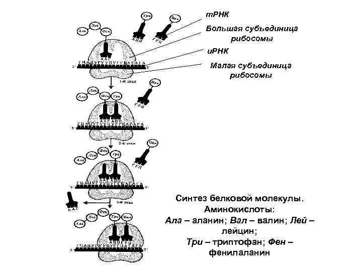 т. РНК Большая субъединица рибосомы и. РНК Малая субъединица рибосомы Синтез белковой молекулы. Аминокислоты: