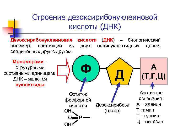 Строение дезоксирибонуклеиновой кислоты (ДНК) Дезоксирибонуклеиновая кислота (ДНК) – биологический полимер, состоящий из двух полинуклеотидных