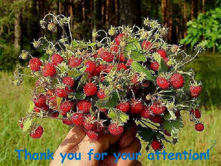 Thank you for your attention! 