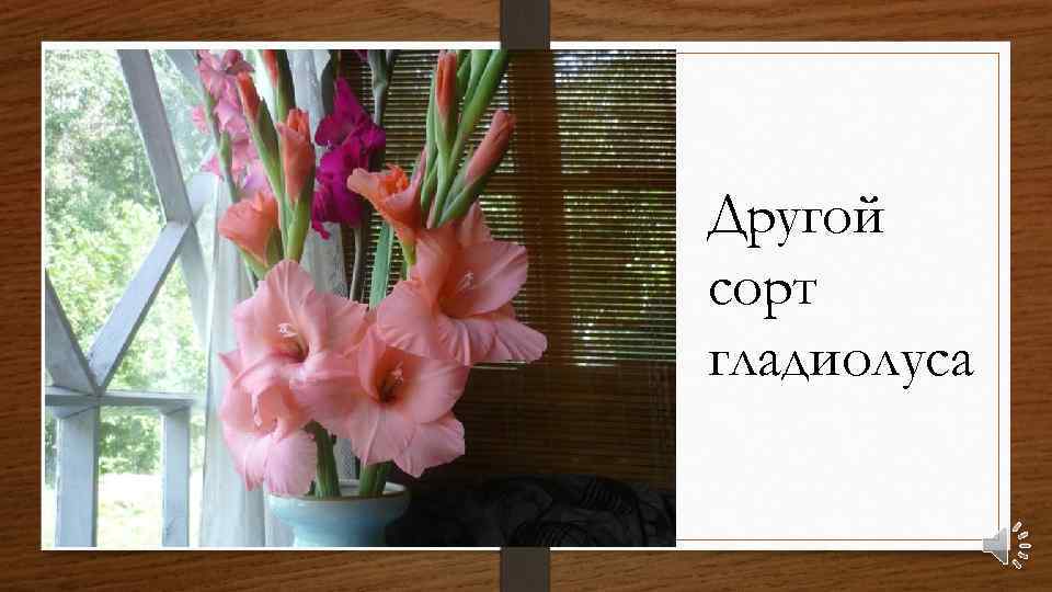 Другой сорт гладиолуса 