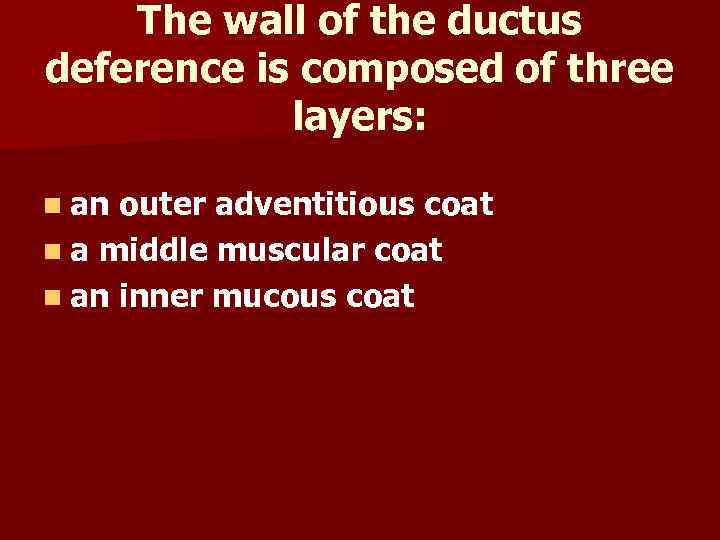 The wall of the ductus deference is composed of three layers: n an outer