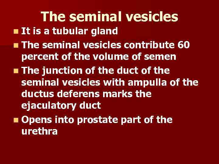 The seminal vesicles n It is a tubular gland n The seminal vesicles contribute