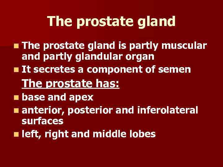 The prostate gland n The prostate gland is partly muscular and partly glandular organ