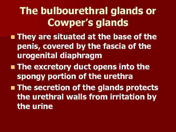 The bulbourethral glands or Cowper’s glands n They are situated at the base of