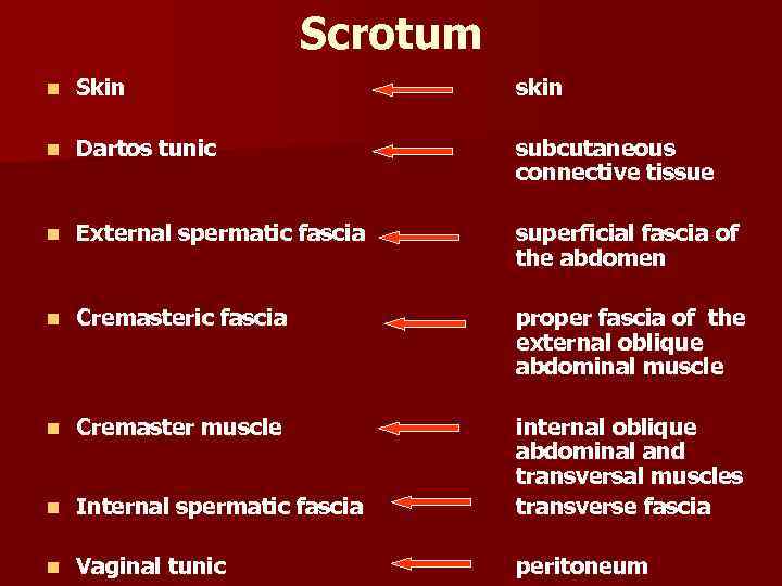 Scrotum n Skin skin n Dartos tunic subcutaneous connective tissue n External spermatic fascia