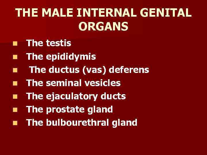 THE MALE INTERNAL GENITAL ORGANS n n n n The testis The epididymis The