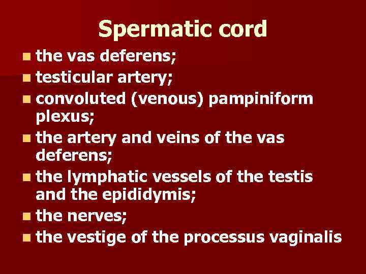 Spermatic cord n the vas deferens; n testicular artery; n convoluted (venous) pampiniform plexus;