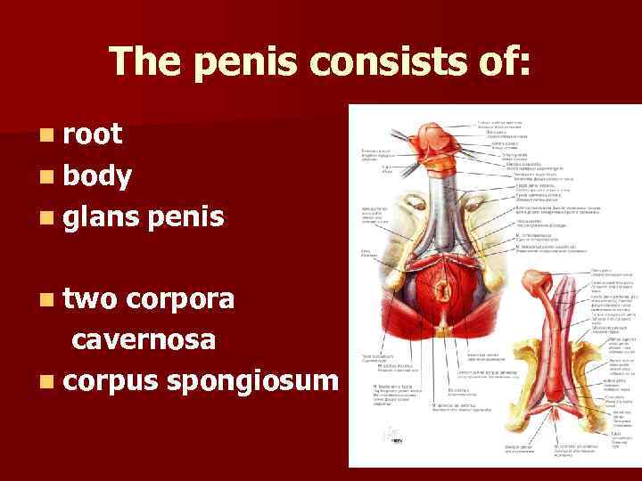 The penis consists of: n root n body n glans n two penis corpora