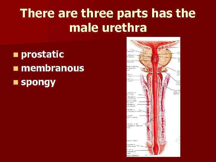 There are three parts has the male urethra n prostatic n membranous n spongy