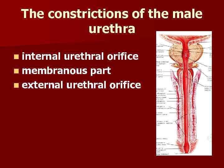 The constrictions of the male urethra n internal urethral orifice n membranous part n