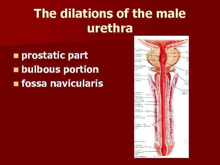 The dilations of the male urethra n prostatic part n bulbous portion n fossa