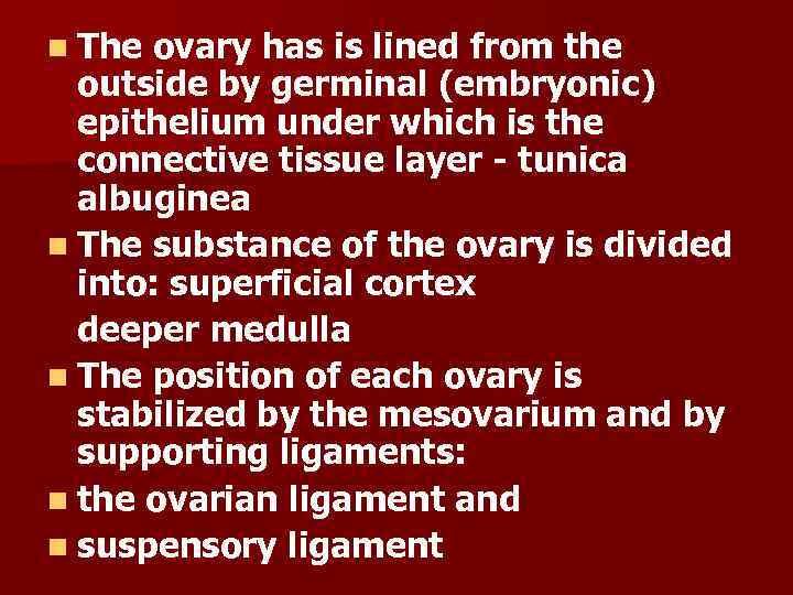 n The ovary has is lined from the outside by germinal (embryonic) epithelium under