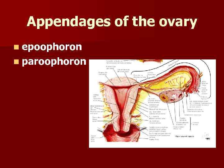 Appendages of the ovary n epoophoron n paroophoron 