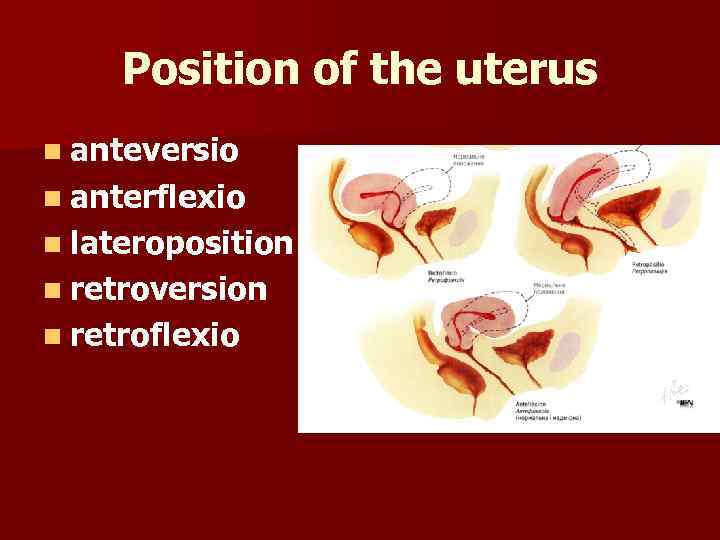 Position of the uterus n anteversio n anterflexio n lateroposition n retroversion n retroflexio