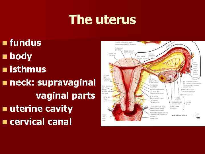 The uterus n fundus n body n isthmus n neck: supravaginal parts n uterine