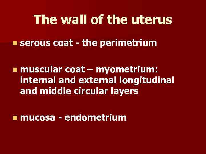 The wall of the uterus n serous coat - the perimetrium n muscular coat