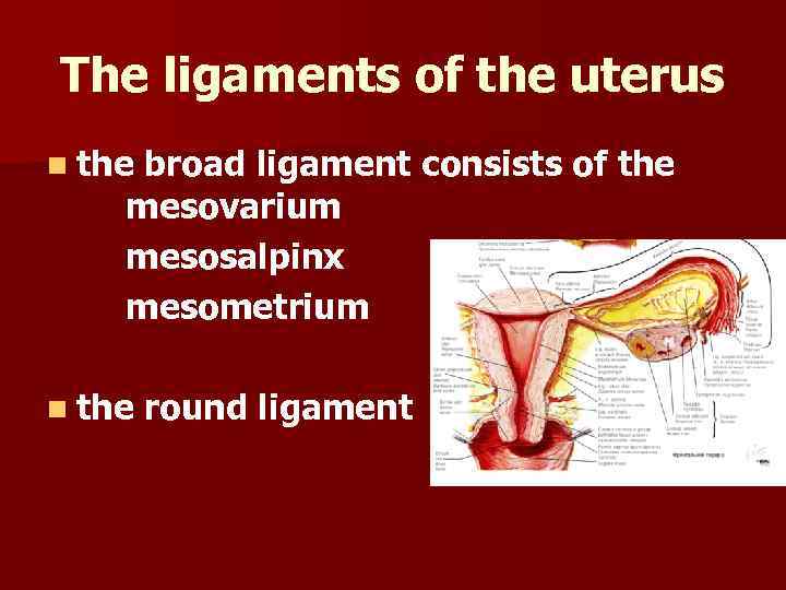 The ligaments of the uterus n the broad ligament consists of the mesovarium mesosalpinx