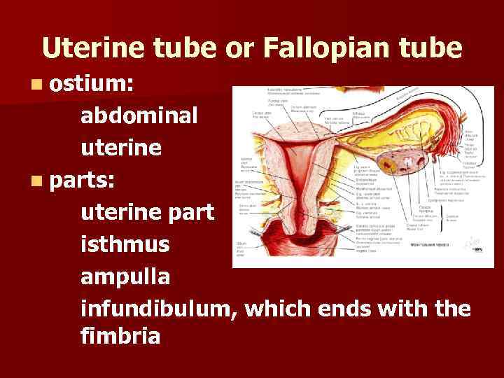 Uterine tube or Fallopian tube n ostium: abdominal uterine n parts: uterine part isthmus