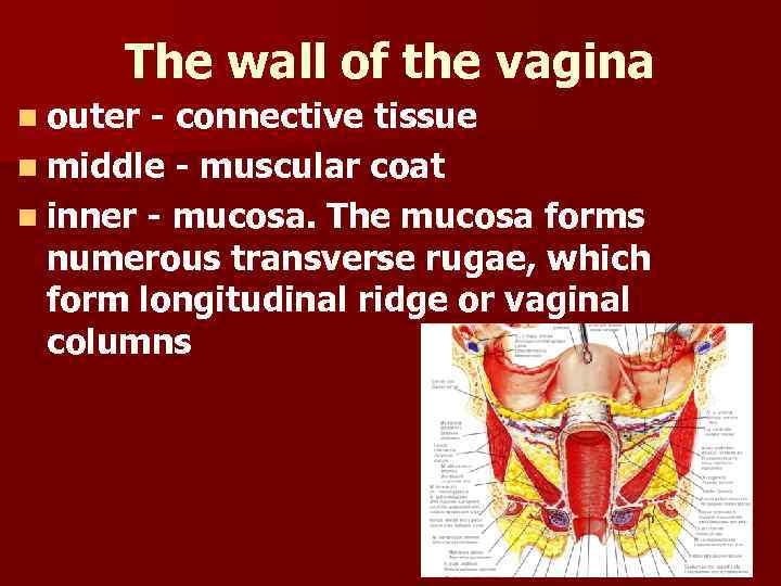 The wall of the vagina n outer - connective tissue n middle - muscular