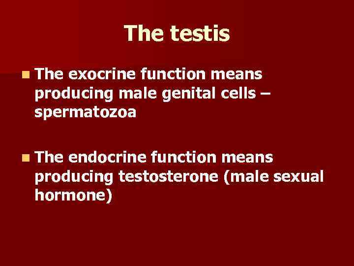 The testis n The exocrine function means producing male genital cells – spermatozoa n