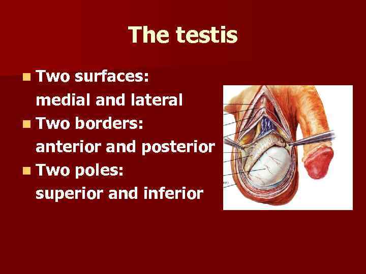 The testis n Two surfaces: medial and lateral n Тwo borders: anterior and posterior