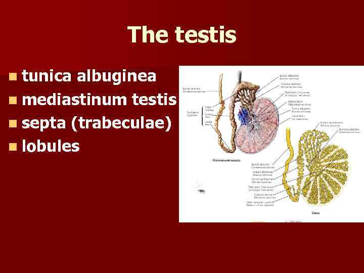 The testis n tunica albuginea n mediastinum testis n septa (trabeculae) n lobules 