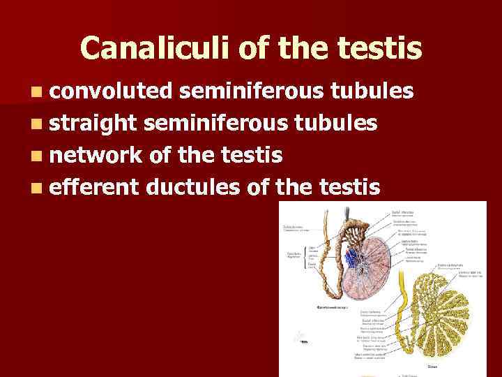 Canaliculi of the testis n convoluted seminiferous tubules n straight seminiferous tubules n network