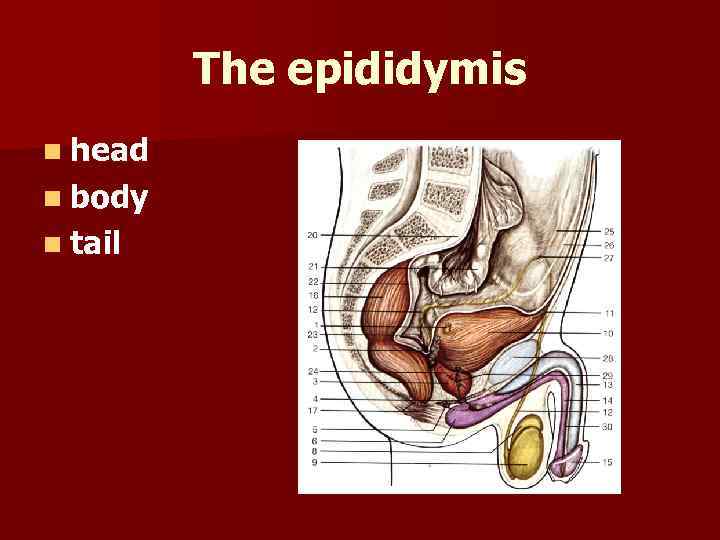 The epididymis n head n body n tail 