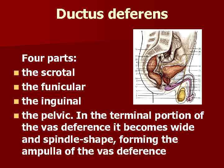 Ductus deferens Four parts: n the scrotal n the funicular n the inguinal n