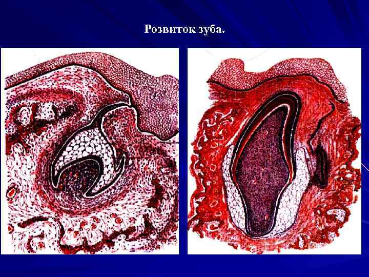 Розвиток зуба. 