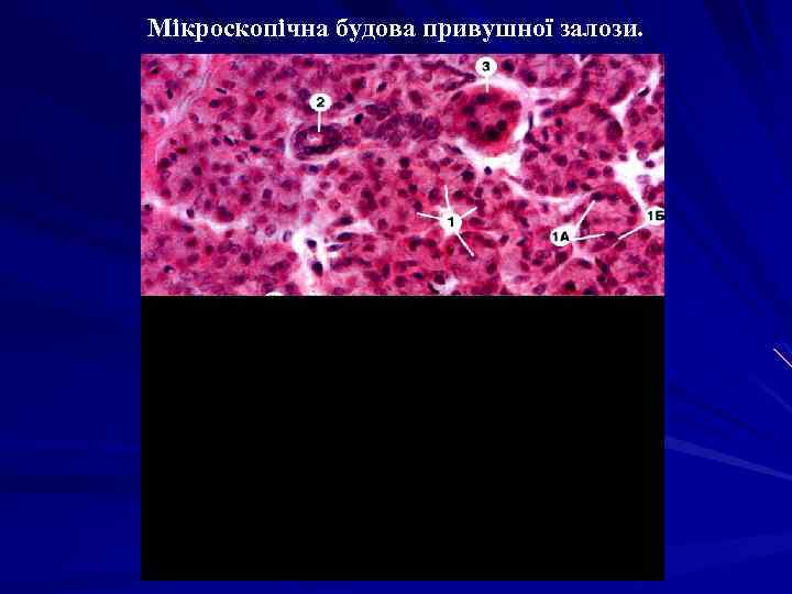Мікроскопічна будова привушної залози. 