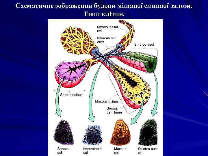 Схематичне зображення будови мішаної слинної залози. Типи клітин. 