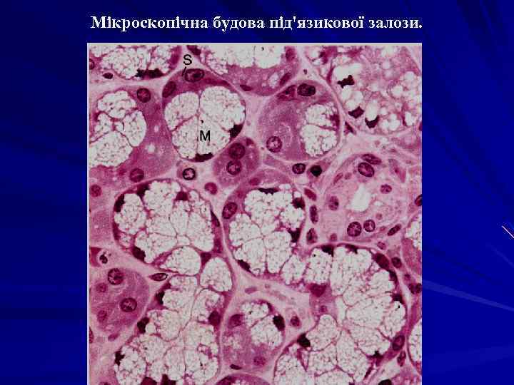 Мікроскопічна будова під'язикової залози. 