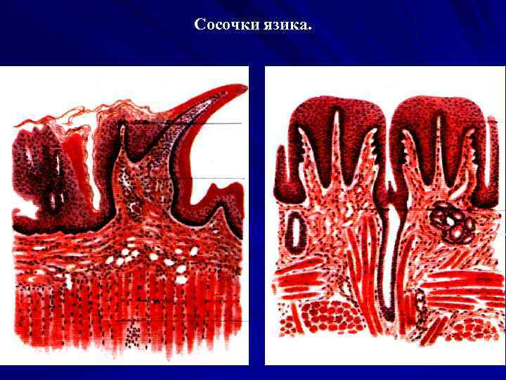 Сосочки язика. 
