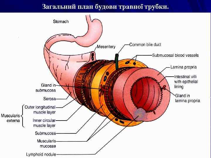 Загальний план будови травної трубки. 