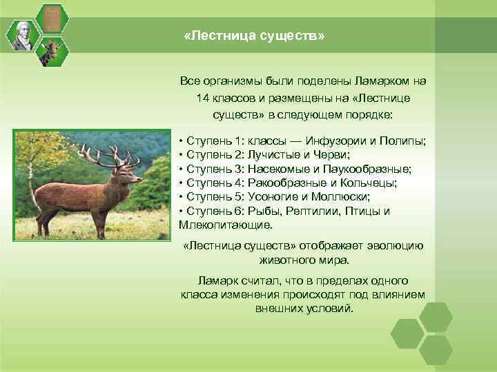  «Лестница существ» Все организмы были поделены Ламарком на 14 классов и размещены на
