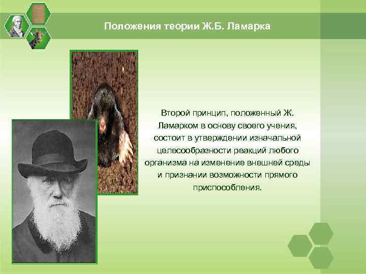 Положения теории Ж. Б. Ламарка Второй принцип, положенный Ж. Ламарком в основу своего учения,