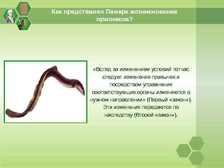 Как представлял Ламарк возникновение признаков? «Вслед за изменением условий тотчас следует изменение привычек и