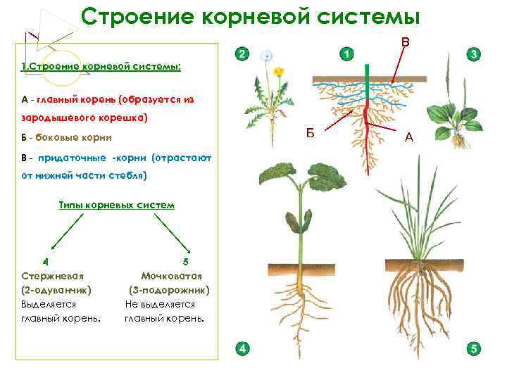 Строение корневой системы В 1. Строение корневой системы: А - главный корень (образуется из