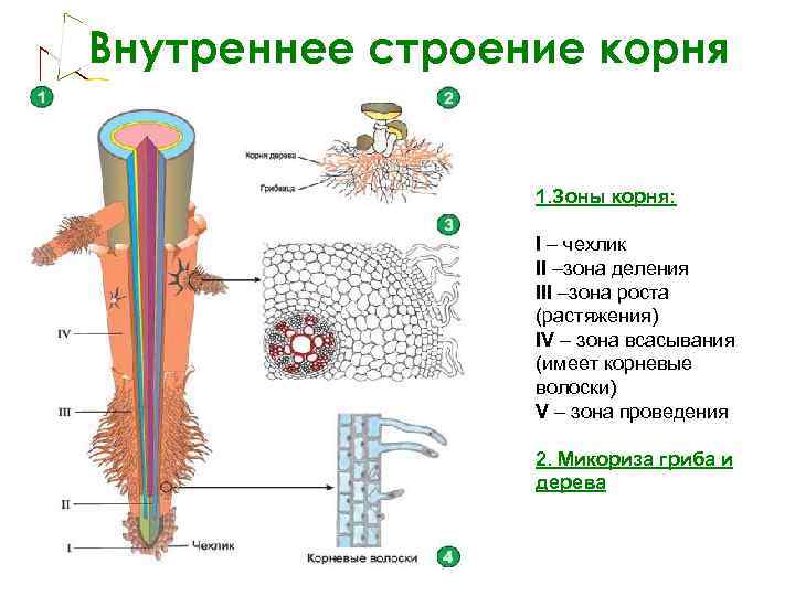 Внутреннее строение корня 1. Зоны корня: I – чехлик II –зона деления III –зона