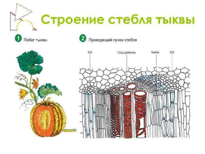 Строение стебля тыквы 