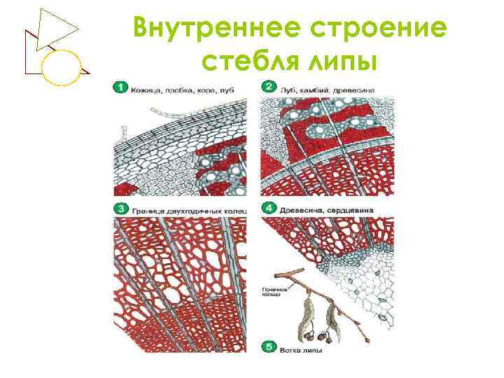 Внутреннее строение стебля липы 