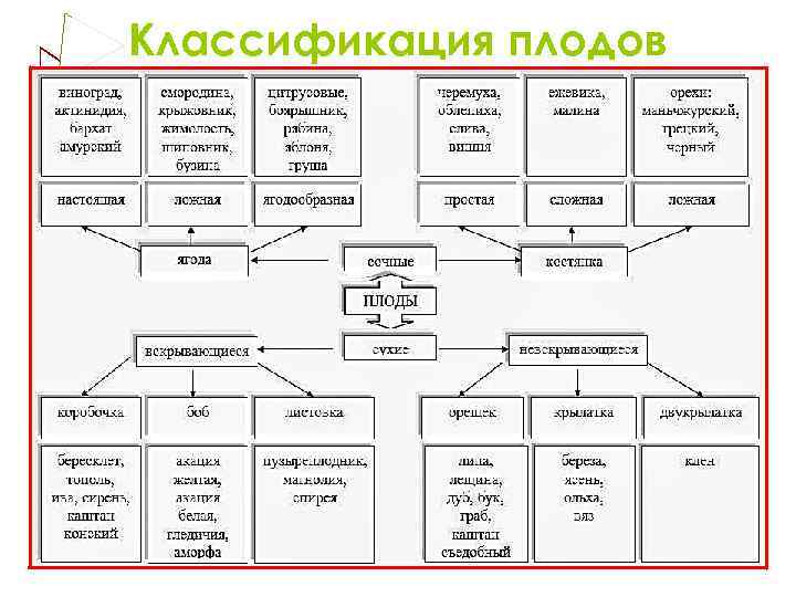 Классификация плодов 