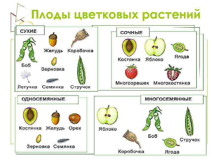 Плоды цветковых растений 