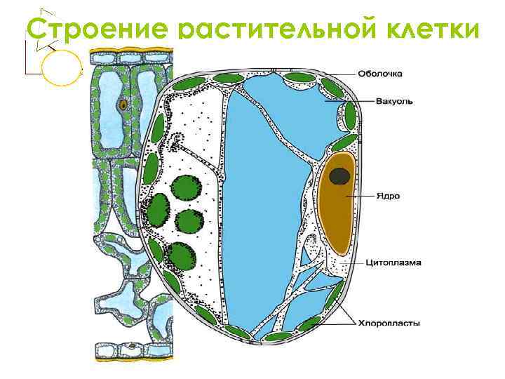 Строение растительной клетки 