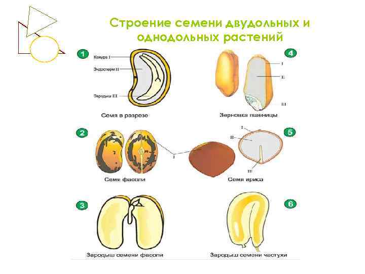 Строение семени двудольных и однодольных растений 