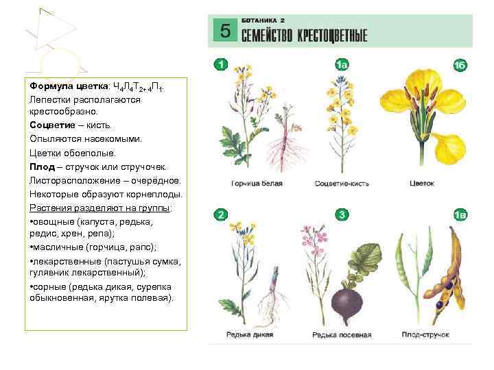 Формула цветка: Ч 4 Л 4 Т 2+ 4 П 1. Лепестки располагаются крестообразно.